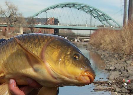 South Platte Carp Colorado Fishing