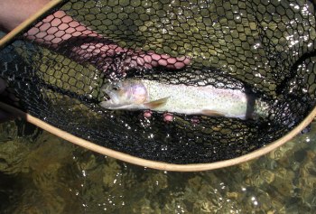 South Platte River fishing in Colorado