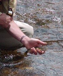 lots of brookies