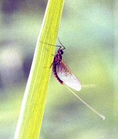 mayfly on branch by Weilenmann