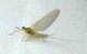 mayfly