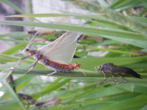 Colorado stonefly