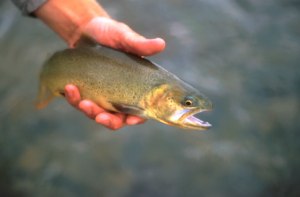 Uncompahgre fly fishing