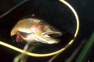 Uncompahgre fly fishing