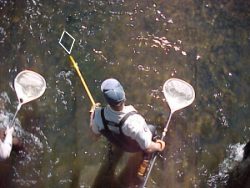 electrofishing gear